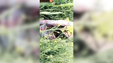 Bihari bhauji and lover fucking in mustard farm